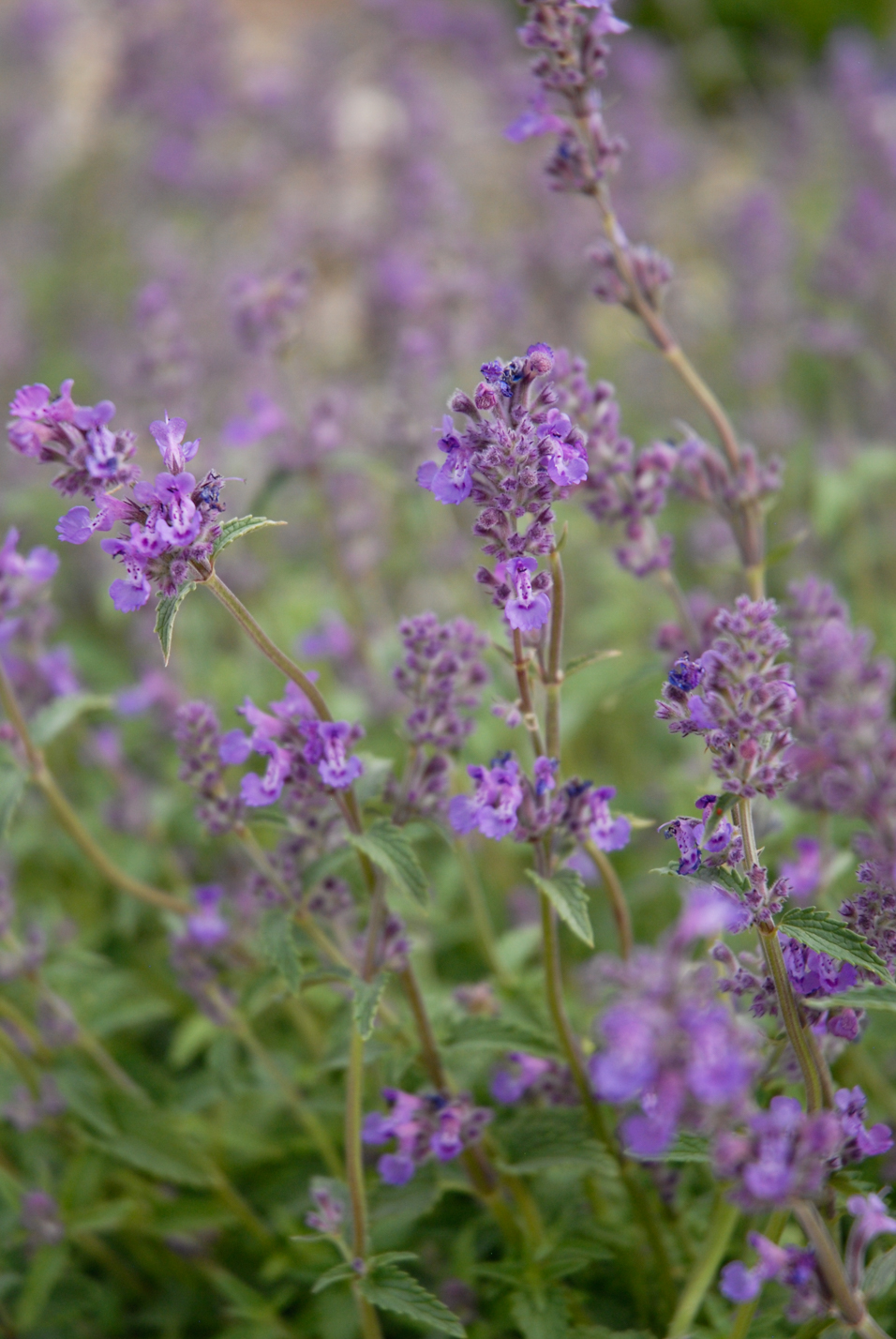 Little Trudy Catmint